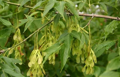 Acer – Клен- Красочный фейерверк для каждого сада — Bruns Pflanzen