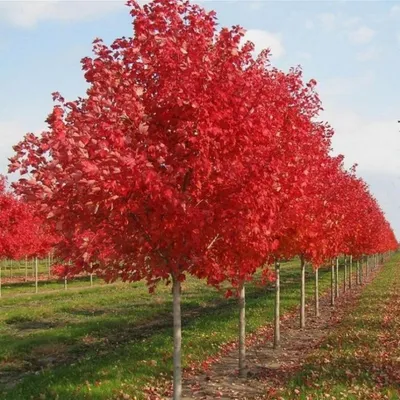 Acer x freemanii 'Sienna Glen', Клен Фримана 'Сиенна Глен'|landshaft.info