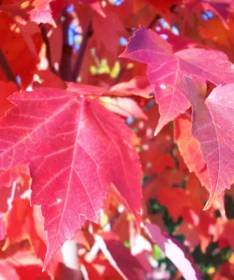 Клён ложнозибольдов (Acer pseudosieboldianum)