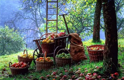 Русский сад и огород. Занимательная история плодов и овощей купить на сайте  группы компаний «Просвещение»
