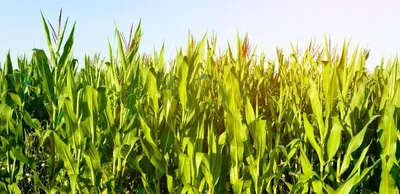 Чем полезны кукурузные рыльца?