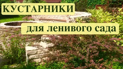 Цветник для ленивых. Больше мечтать, меньше копать - Бук-сток