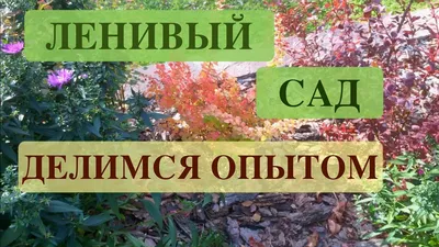 Ленивый сад: 20 многолетников для рационального садовода | В цветнике  (Огород.ru)