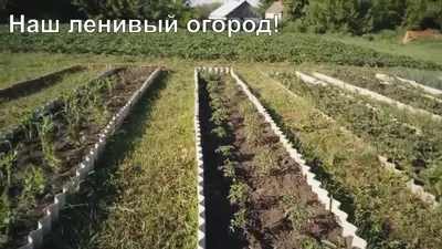 Газон для ленивых Рубиновая поляна 30 г купить недорого в интернет-магазине  товаров для сада Бауцентр