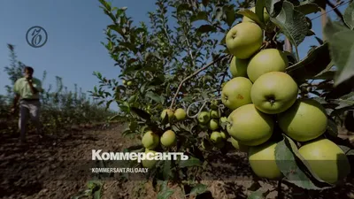 Сад гигант славянск на кубани (66 фото) »