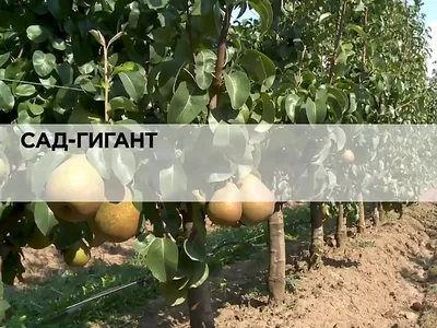 Сад гигант (Множество фотографий) - treepics.ru