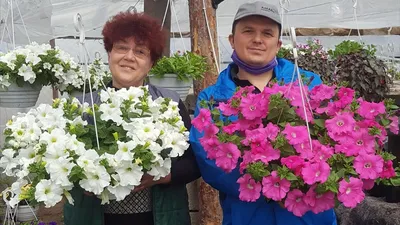 Как мы отделили сад от огорода. Большая шпалера своими руками | Татьяна  НАША ДАЧА | Дзен