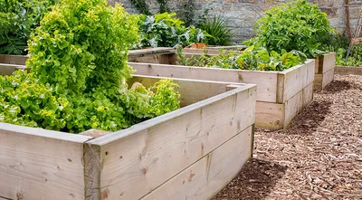 Did you remove the garlic? Sow peas immediately after! - YouTube