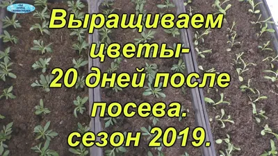 САД ОГОРОД СВОИМИ РУКАМИ�... - САД ОГОРОД СВОИМИ РУКАМИ�