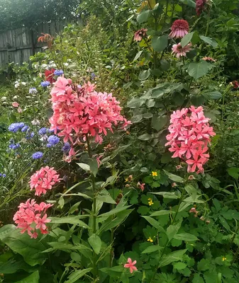 Какая красотааа😍😍😍 #дача #сад #всаду #flowers #огород #цветы #надаче  #мойсад #мойогород #герберы #благоустройство #диза… | Hydrangea garden,  Dream garden, Garden