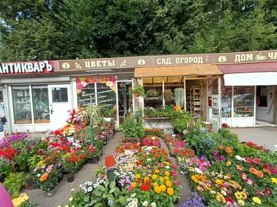 Самые красивые цветы на \"задворках\" моего огорода 😁 | Цветы без границ! 🌺  | Дзен