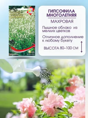 Садовые цветы: самые популярные варианты для посадки