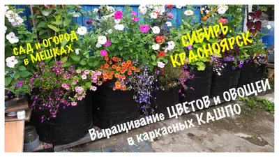 Неприхотливые многолетние цветы для дачи: фото, названия, виды, цветущие  все лето для клумбы, сада