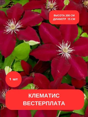 Цветы. Семена. Сад. Огород