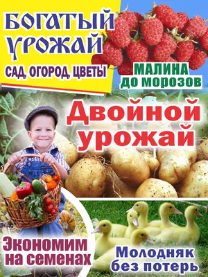 Цветы из моего сада | Сообщество «Сад и огород» | Для мам