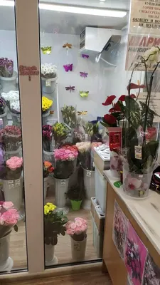 Сад, огород, цветы, дизайн участка – купить Книги в Интернет-магазине Лавка  Бабуин