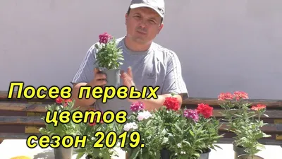 Семена Цветы, Маттиола, Искушение, 120 шт, смесь, цветная упаковка, Русский  огород в Белгороде: цены, фото, отзывы - купить в интернет-магазине  Порядок.ру