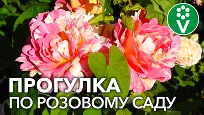 200 сортов роз в саду! В гостях у коллекционера роз