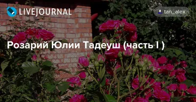 Иллюстрация 1 из 1 для Ландшафтный дизайн на небольшом участке - Юлия Тадеуш  | Лабиринт - книги. Источник: Лабиринт
