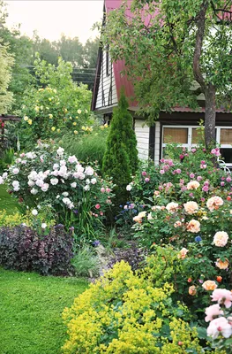 Houzz Белоруссия: Сад в тумане | Houzz Россия