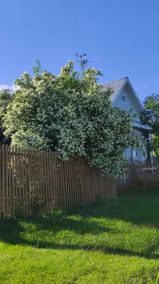 Houzz Белоруссия: Сад в тумане | Houzz Россия