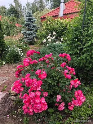 Дом в деревне | Сад, Растения, Природа