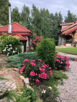 Розы на грядке - 74 фото