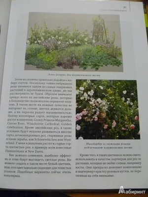 Roses in russian privet gardens | Дизайн розового сада, Композиции  цветников, Идеи озеленения