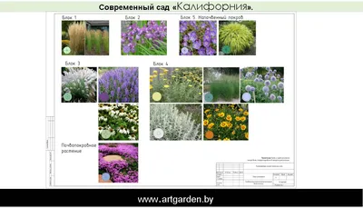 Иллюстрация 1 из 27 для Розы в дизайне вашего сада - Юлия Тадеуш | Лабиринт  - книги. Источник: