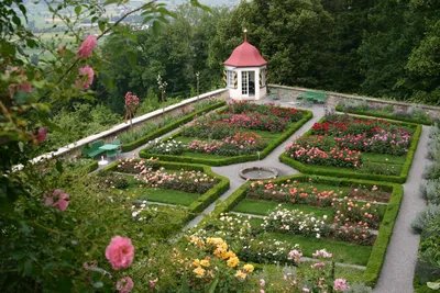 Сад из роз (55 фото) - 55 фото