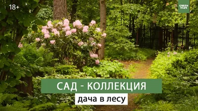 Японский сад | Шесть чувств