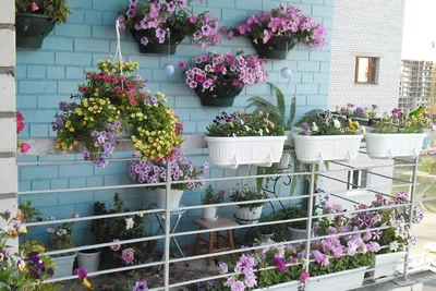 Подвесная цветочница под окном: что и как сажать | Houzz Россия