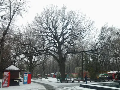 File:Shevchenko park (Kharkiv).jpg - Wikimedia Commons