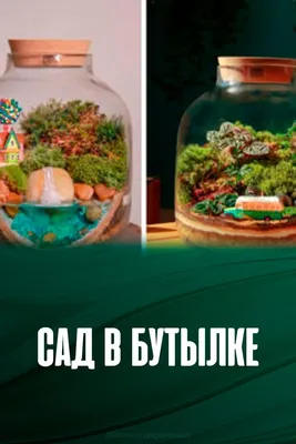 6 практических советов для создания сада в бутылке