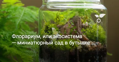 Сок Фруктовый Сад Яблоко осветленный без сахара 850 мл ПЭТ купить оптом