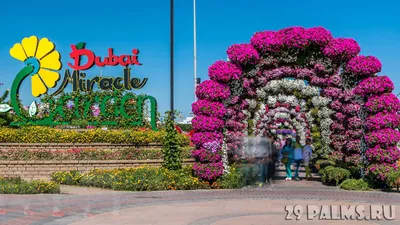 Dubai Miracle Garden (\"Чудо-Сад\" в Дубае) | Ландшафтный дизайн садов и  парков