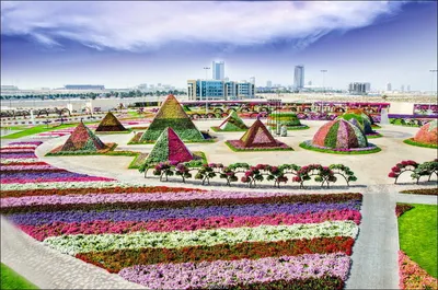 Dubai Miracle Garden (\"Чудо-Сад\" в Дубае) | Ландшафтный дизайн садов и  парков