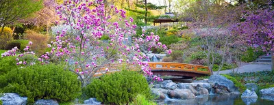 Японский сад: как придать саду стиль и колорит, основные принципы, выбор  растений