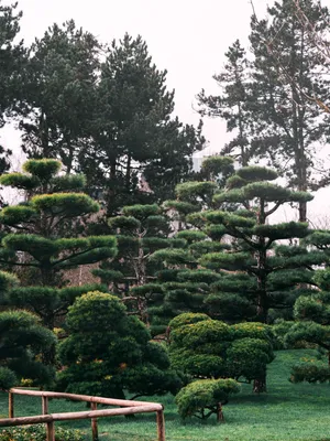 Сад в стиле бонсай - Журнал Хозяин