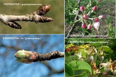 Весны, цветущие сады! :: Валентина ツ ღ✿ღ – Социальная сеть ФотоКто