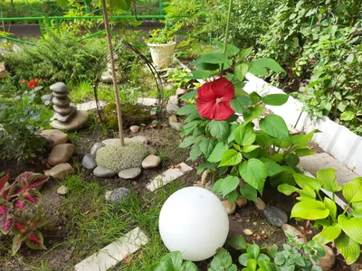 Happy Guest - Сад возле нашего гостевого дома Garden Charm | Facebook