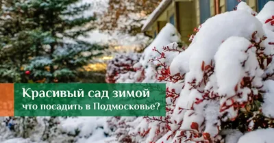 Будет ли работать Японский Сад Краснодара зимой? Ответ в статье! | Дзен  Японского Сада в Краснодаре ⛩️ | Дзен