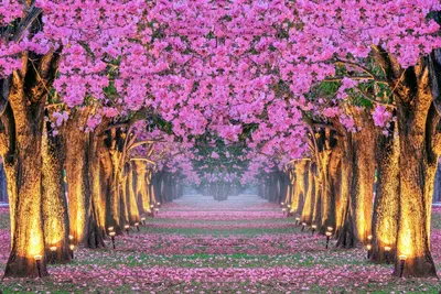 Отличия Китайского и Японского садов / Идеи для сада / Royal Gardens