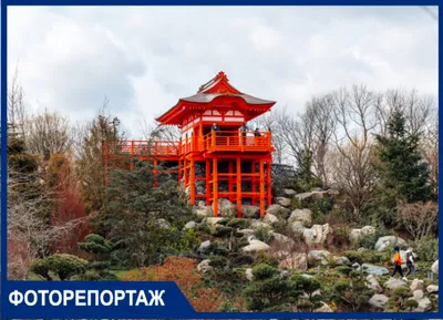 Растения в японских садах.