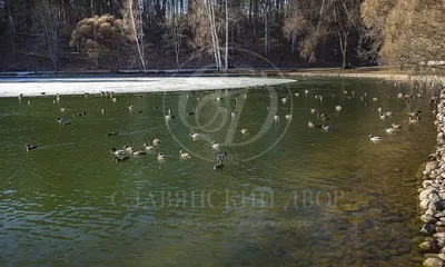 САДЫ МАЙЕНДОРФ