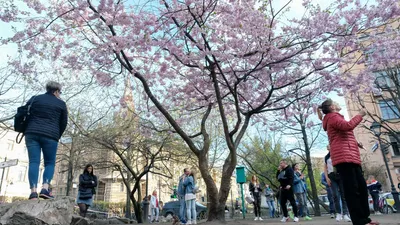 Дух захватывает: в Китае и Японии зацвела сакура | Зарубежье | АиФ  Аргументы и факты в Беларуси