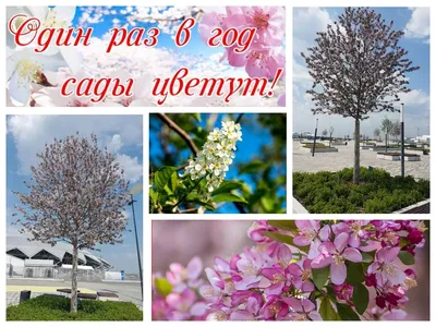 Один раз в год сады цветут | Пикабу