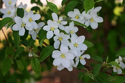 https://tasha-jardinier.livejournal.com/984347.html