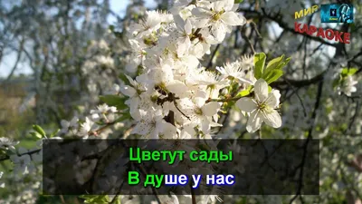 Один раз в год сады цветут... - Моя газета | Моя газета