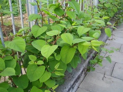 Fallopia sachalinensis / Горец сахалинский (Сибирский бамб… | Flickr